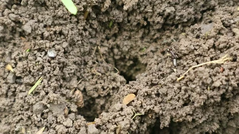 Black ant homes Stock-Footage 331973058