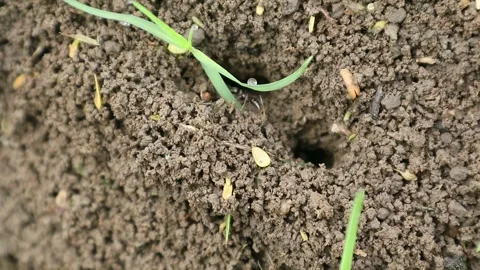 Black ant homes Stock Footage 331973075
