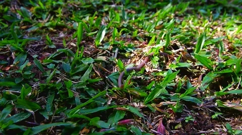 Black ant hunt earthworm Stock Footage 57932912