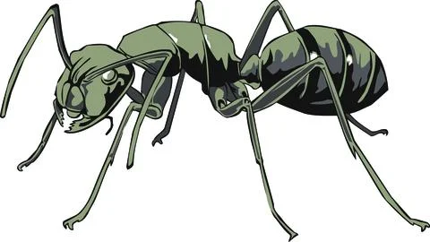 Black Ant illustrative vector design Stock Illustration