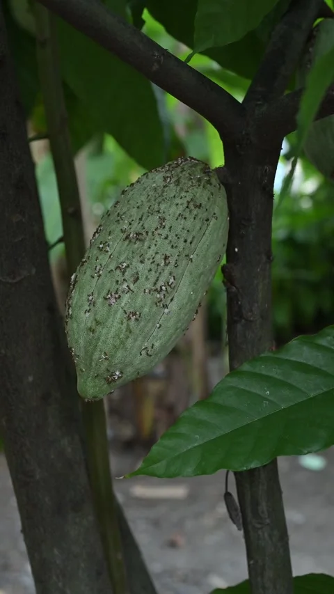 Black ant infestation on cocoa beans Stock Footage 331943414