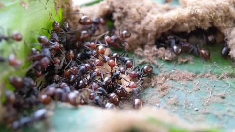 Black ant insect making their nest on green leaves Stock Footage 321303893