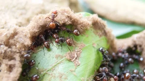 Black ant insect making their nest on green leaves Stock Footage 321434949