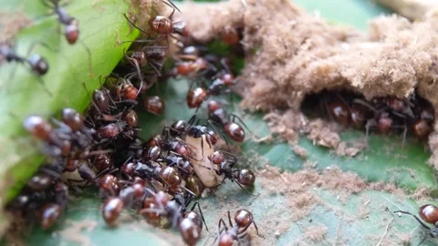 Black ant insect making their nest on green leaves Stock Footage 321434998