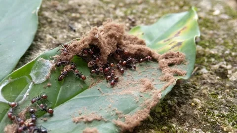 Black ant insect making their nest on green leaves Stock Footage 321437694