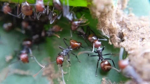Black ant insect making their nest on green leaves Stock Footage 321438035
