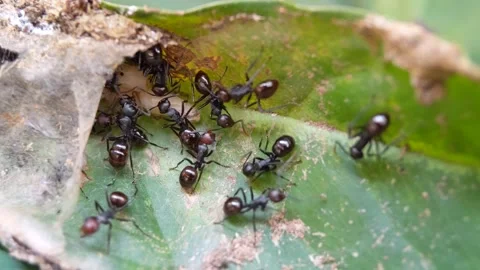 Black ant insect making their nest on green leaves Stock Footage 321439019