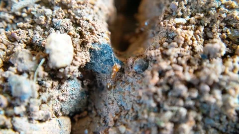 Black ant insect making their nest on the ground Stock Footage 321663227