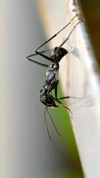 Black ant insect Stock Photos