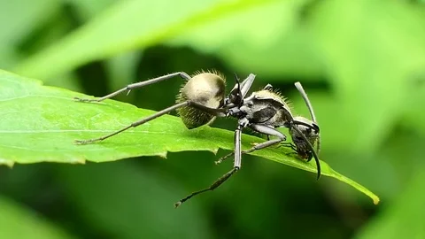 Black ant on the leaf. Stock Footage 76682162