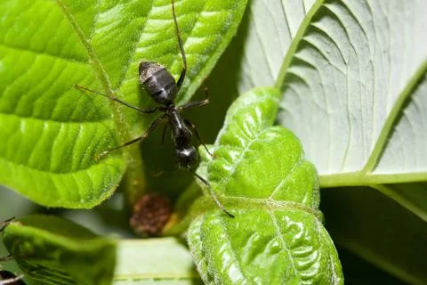 Black ant on a leaf. Stock Photos