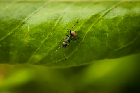 Black ant on a leaf Stock Photos