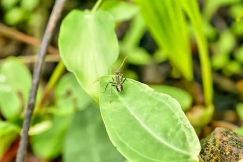 Black ant on a leaf Foto stock