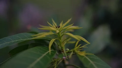 A black ant on mango tree leaf video footage Stock Footage 282387022