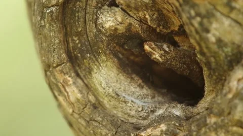 Black ant move in to the tree hole Stock Footage 47895405