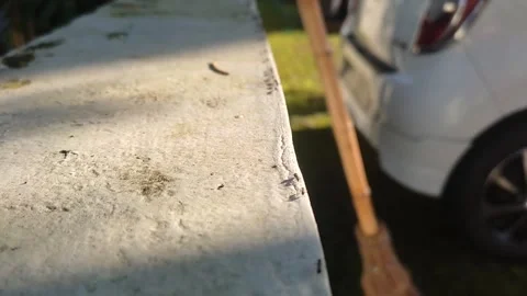 Black ant moving Stock Footage 273158382