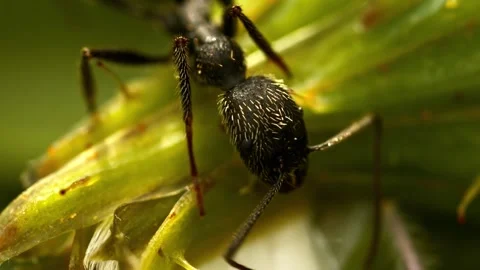 Black ant moving on green leaf in slow motion Stock Footage 340642342