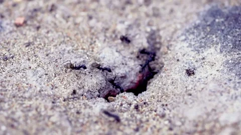 The black ant is moving its eggs into its nest. Stock Footage 169166237