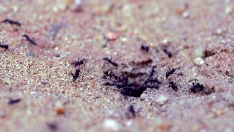 The black ant is moving its eggs into its nest. Stock Footage 169166516