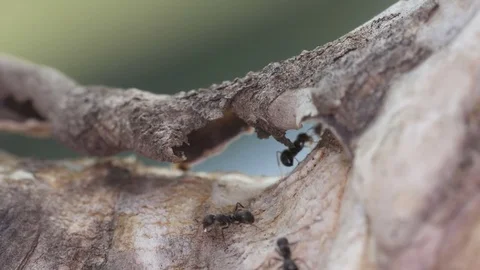 Black ant moving on the tree Stock Footage 84036187