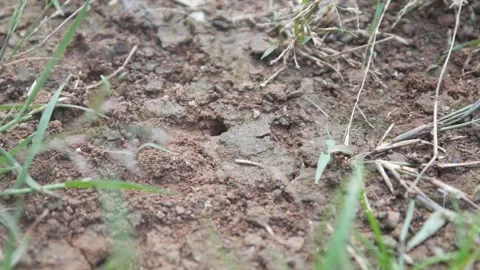 Black ant nest hole in the ground. Stock Footage 315630109