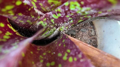 Black ant pests that carry eggs on the stems of Bromeliad Plants Stock Footage 329458482