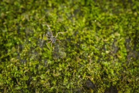 Black ant Stock Photos