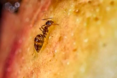 Black ant Foto stock