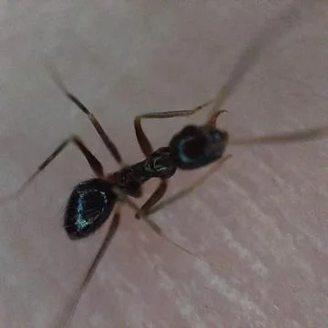 Black ant Foto stock