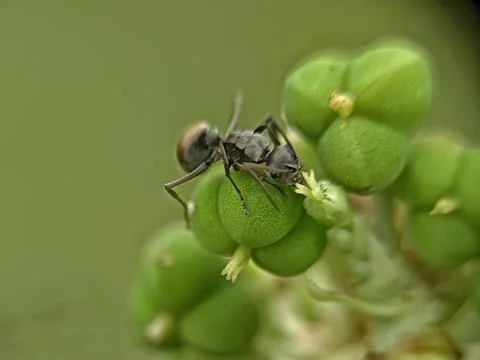Black Ant Stock Photos