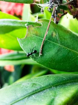 Black Ant Stock Photos