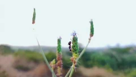 Black ant on plant. Stock Footage 139097653