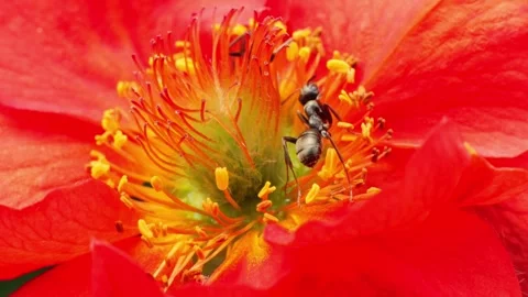 Black ant pollinating bright red flower Stock Footage 337741161