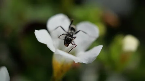 Black ant pollinating a tiny white flower Stock Footage 337738981