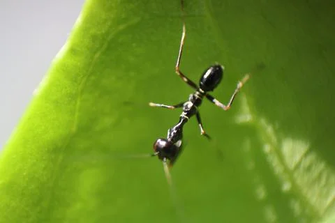 A black ant resting on green leaf 스톡 사진