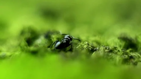 Black Ant running in the grass Stock-Footage 82147541