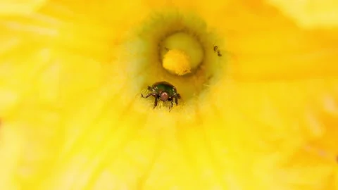 An Black Ant Is Running Inside The Yellow Petal Flower With A Green Bug Moving Stock Footage 153563660