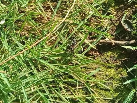 Black ant social Stock Footage 280381779