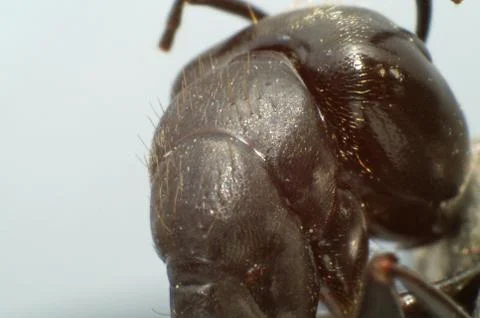 Black Ant In Super Macro-2 Stock Photos