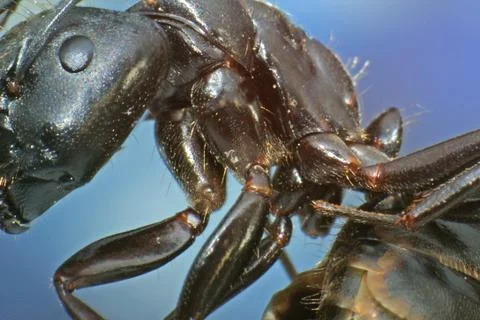 BLACK ANT IN SUPER MACRO Stock Photos
