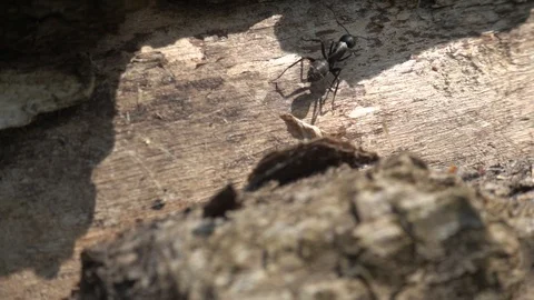 Black ant on the tree. Ant crawling macro. Slow motion, 240 fps Stock Footage 123543797