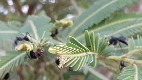 BLACK ANT ON TREE IN INDIA Stock Footage 213198523