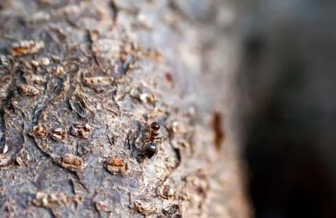 A black ant on an tree trunk Stock Photos
