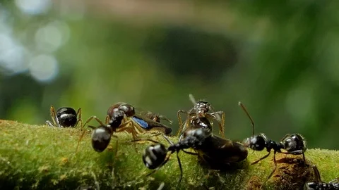 Black ant try to chase aphids on branch. Stock Footage 94090731