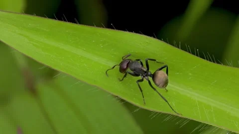 Black ant walking along a green grass blade in macro view Stock-Footage 341328666