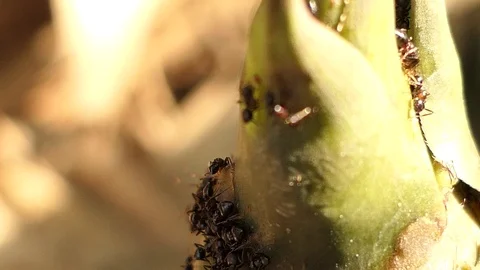 Black Ant Walking bamboo shoot. Stock Footage 99887341