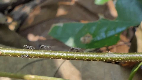 Black ant walking on branch. Stock-Footage 106099227