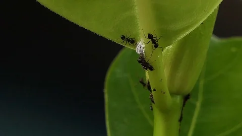 Black Ant Walking Green Leaf.4K Stock Footage 99886790