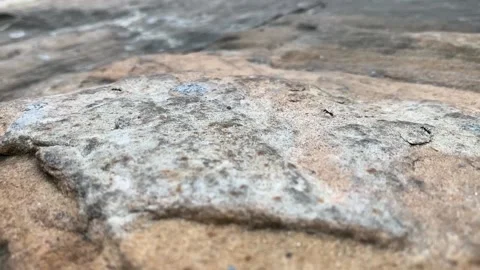Black ant walking on the rock surface 스톡 동영상 130367093