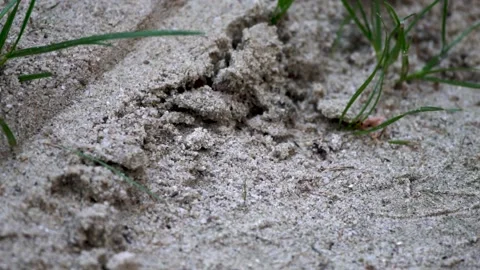 Black Ant Walking In The Sand Stock Footage 199614556